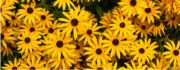 Blomster
